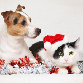 Julkalender för hund & katt
