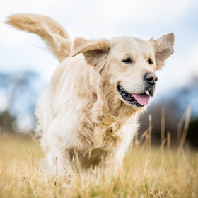 Rassenvoer - Golden - hond