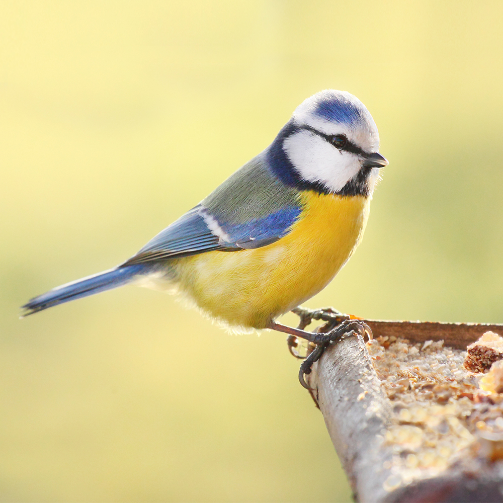 Volně žijící ptactvo