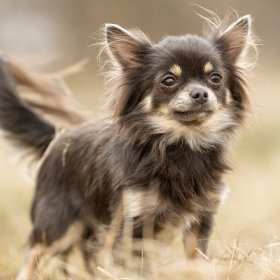 Rassenvoer - Chihuahua - hond