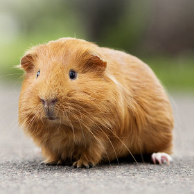 Guinea Pig