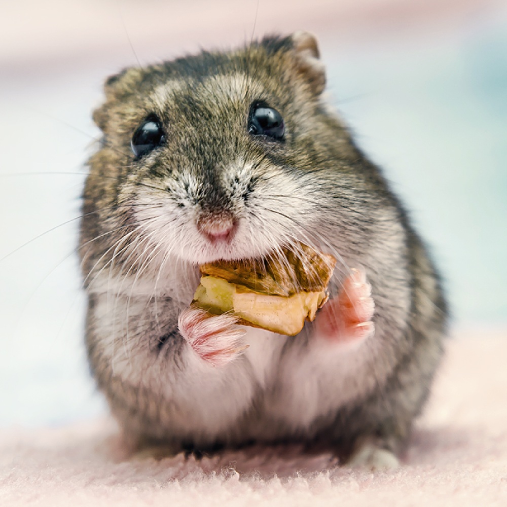 Vše pro malá zvířata