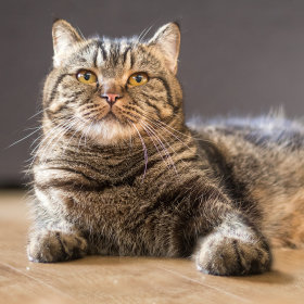 Aliments pour chat âgé stérilisé