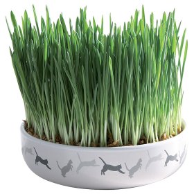 Katzengras