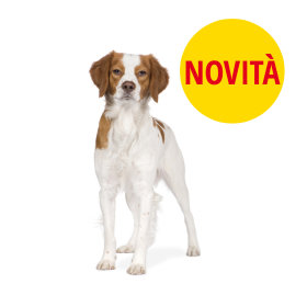 Novità per cani!