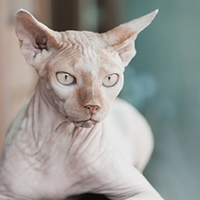 Rassenvoer - Sphynx - kat