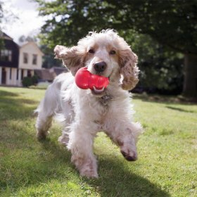 Kong Hundespielzeug