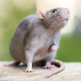 Rattenfutter & Zubehör für Ratten