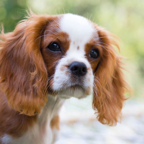 Rassenvoer - Cavalier - hond