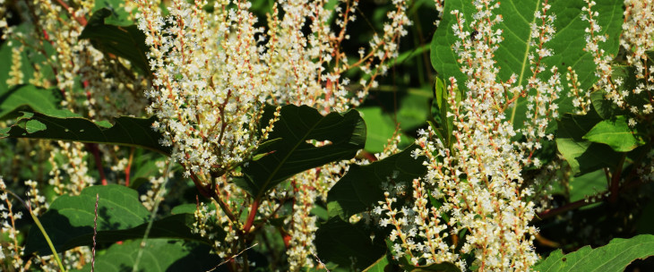 Can Knotweed Affect Eligibility for Equity Release
