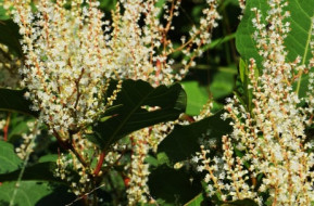 Can Knotweed Affect Eligibility for Equity Release