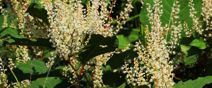 Can Knotweed Affect Eligibility for Equity Release