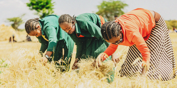 Restoring Hope: Locusts in Ethiopia - Body Image 2