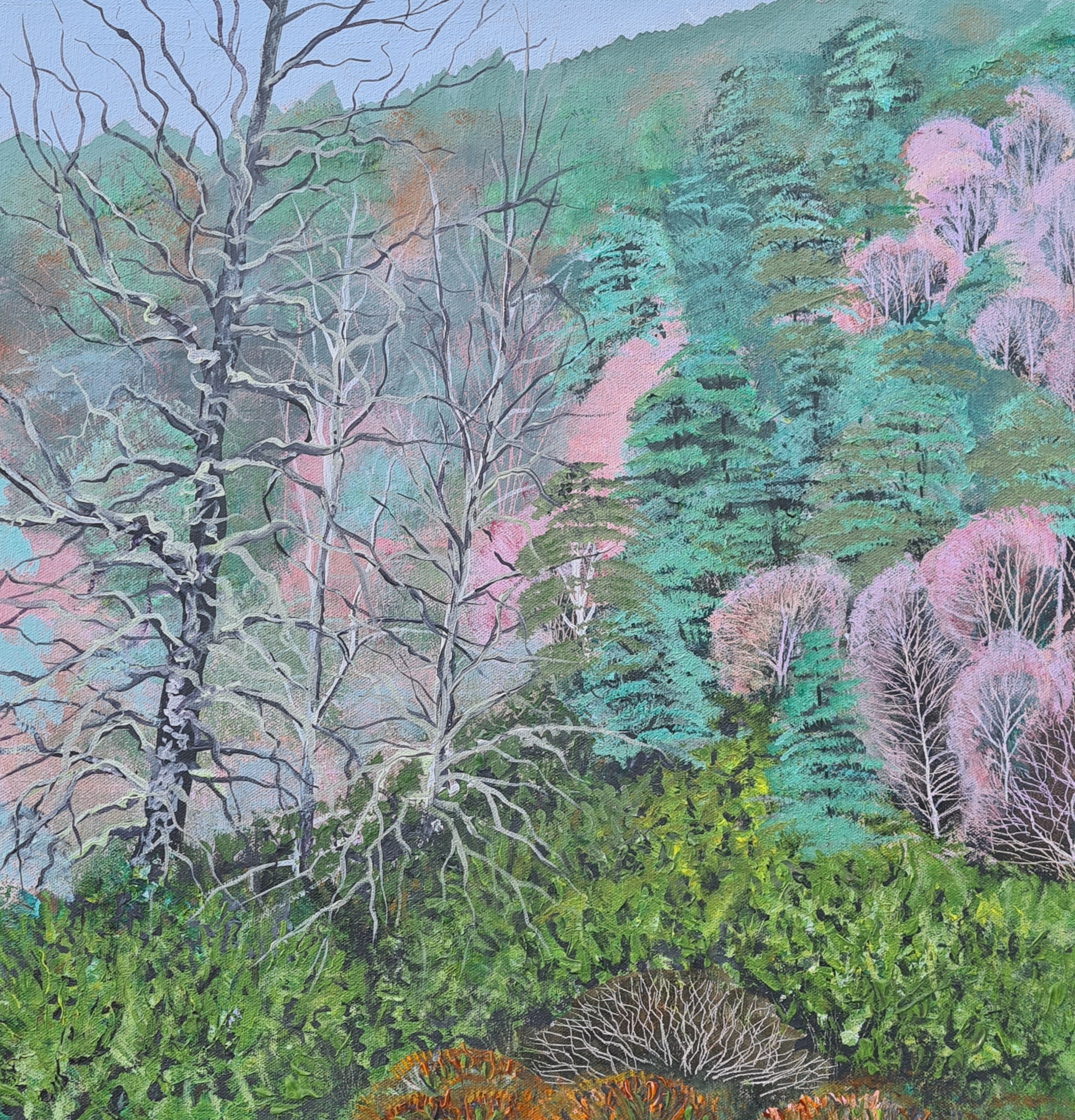 Caledonian Pine Forest - Glenmore