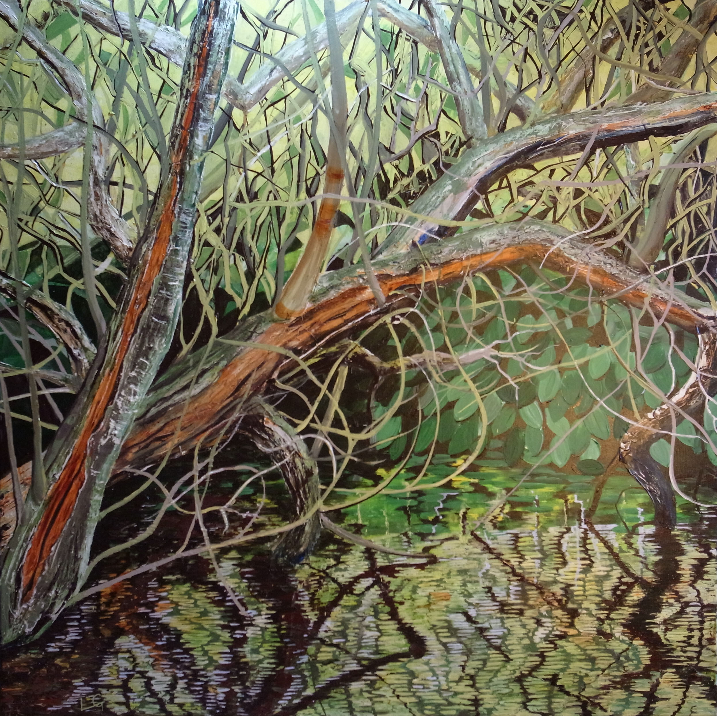 Spring Willow Carr - Sanquhar Woods - Forres