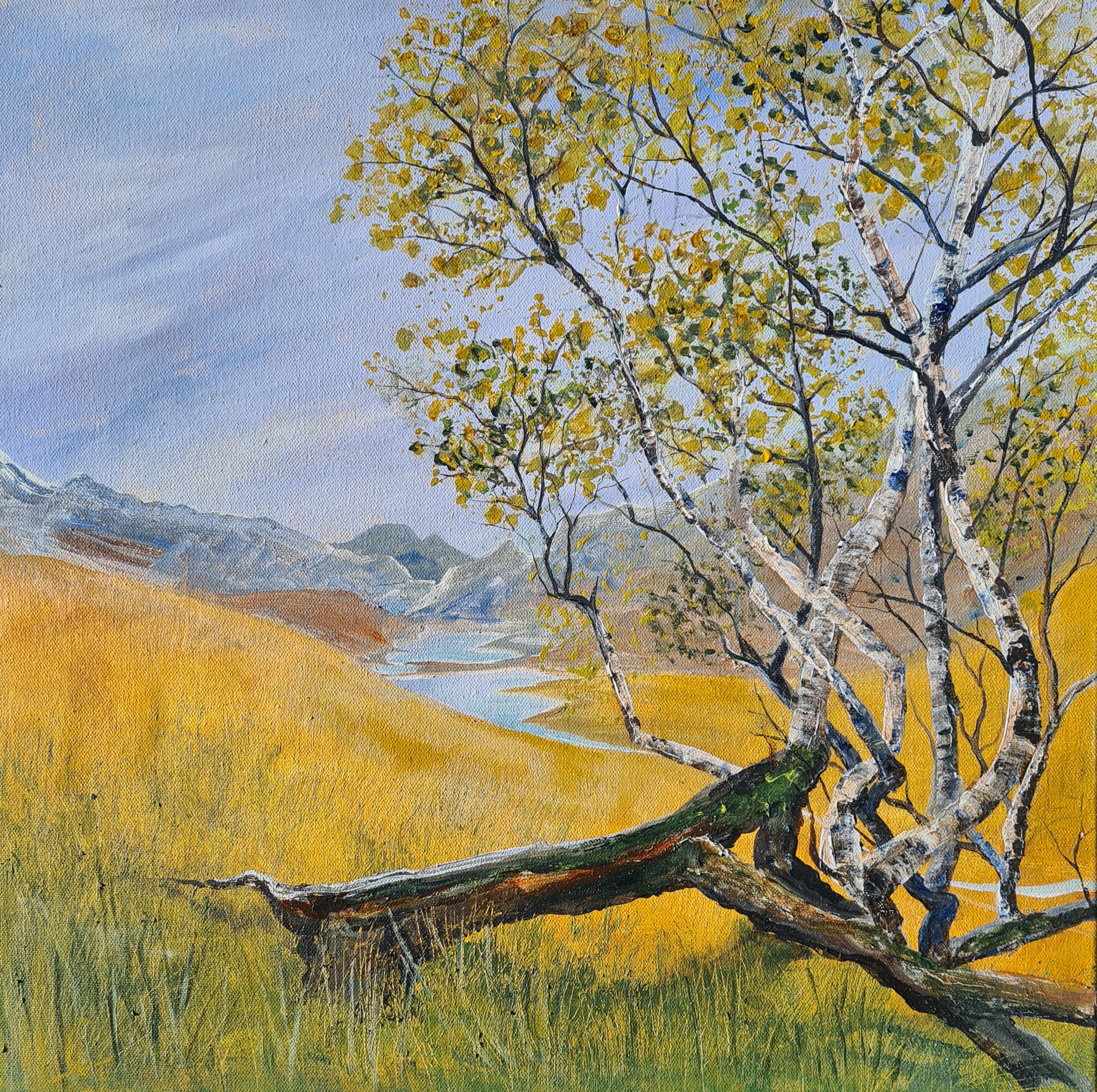 Venerable Birch above Arnisdale