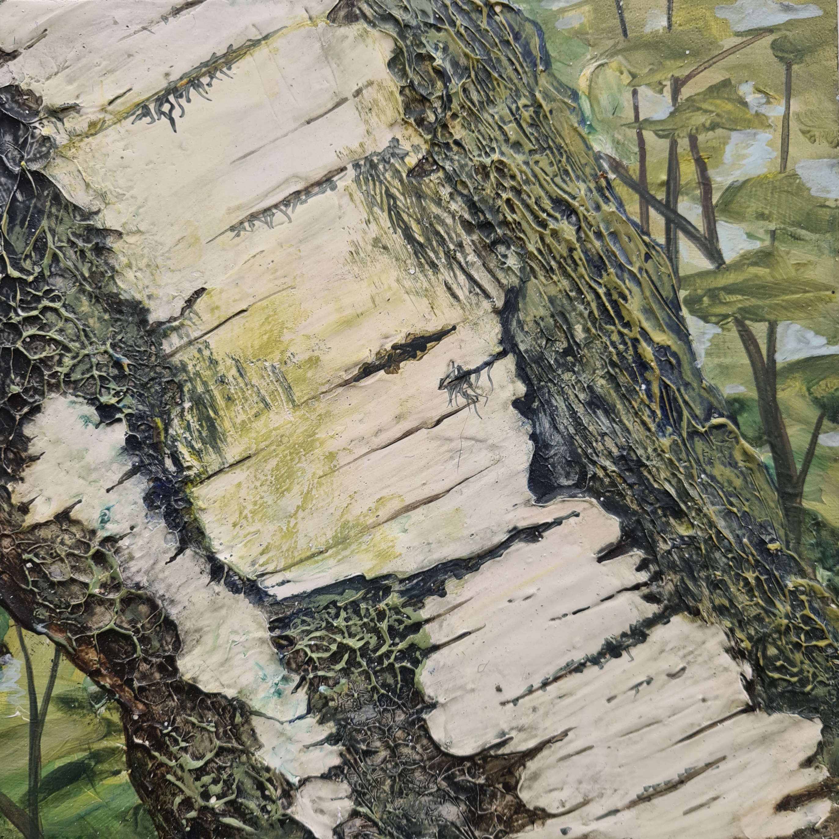 Birch Bark from Damp Shadows