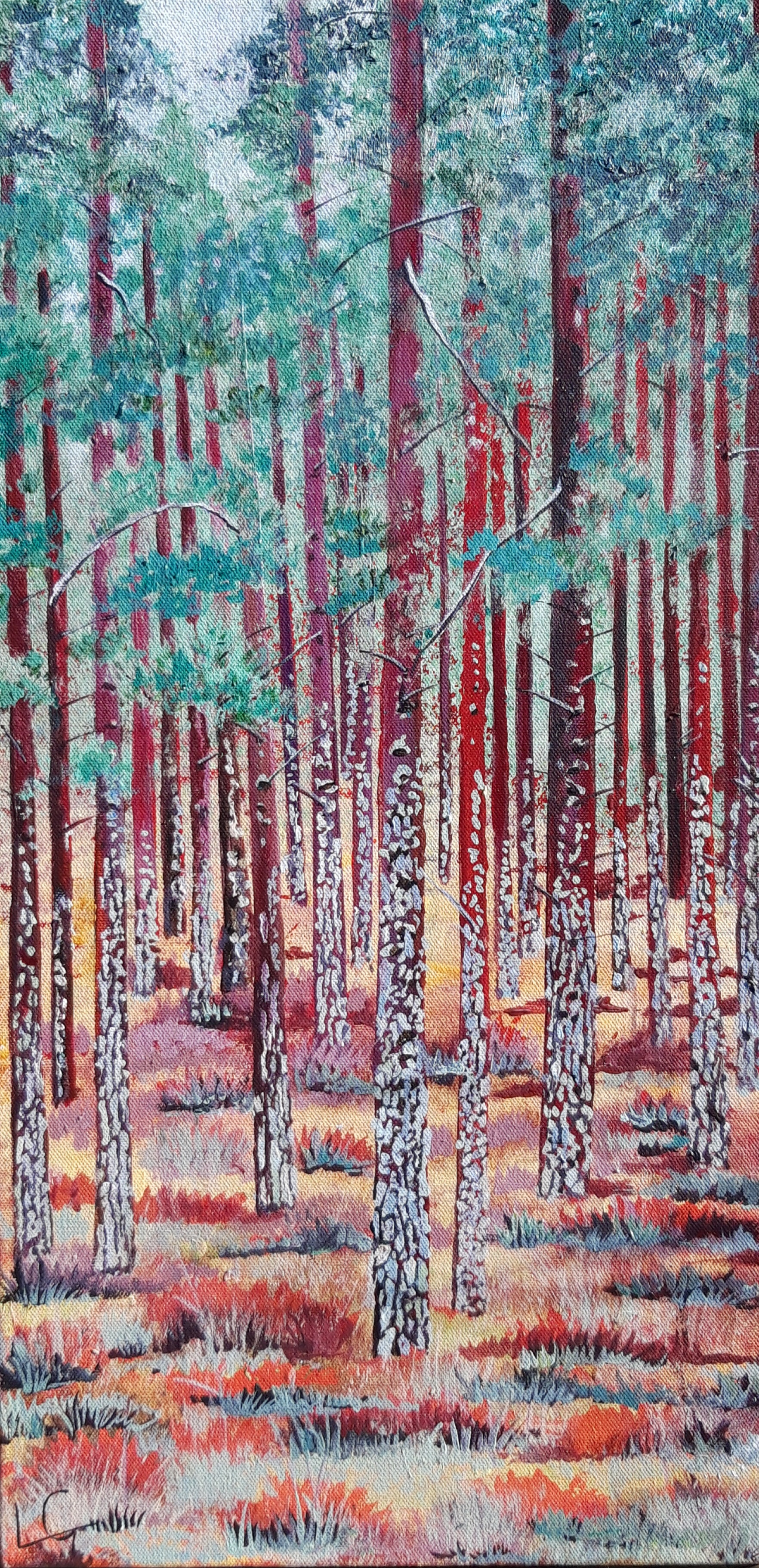 Scots Pine - Darnaway