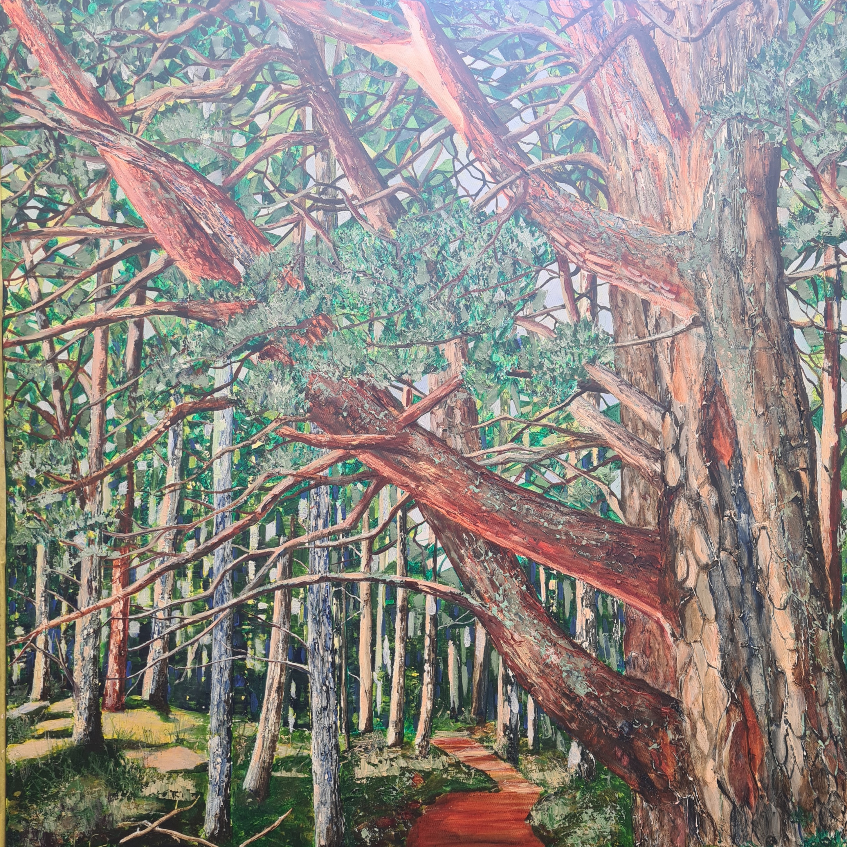 Winter Light - Pinewoods - Rothiemurchus