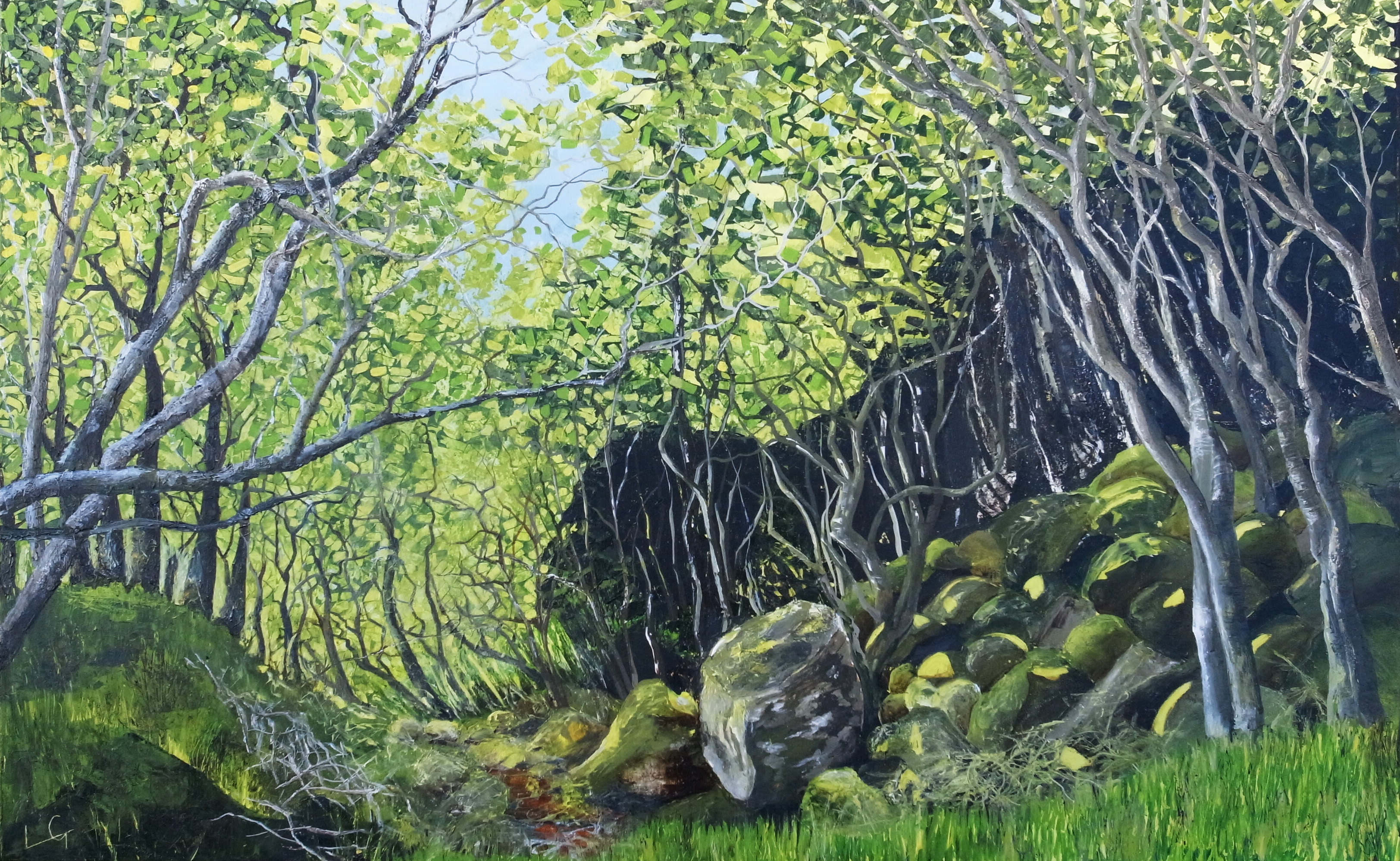 Spring Canopy - Coillegillie - Applecross