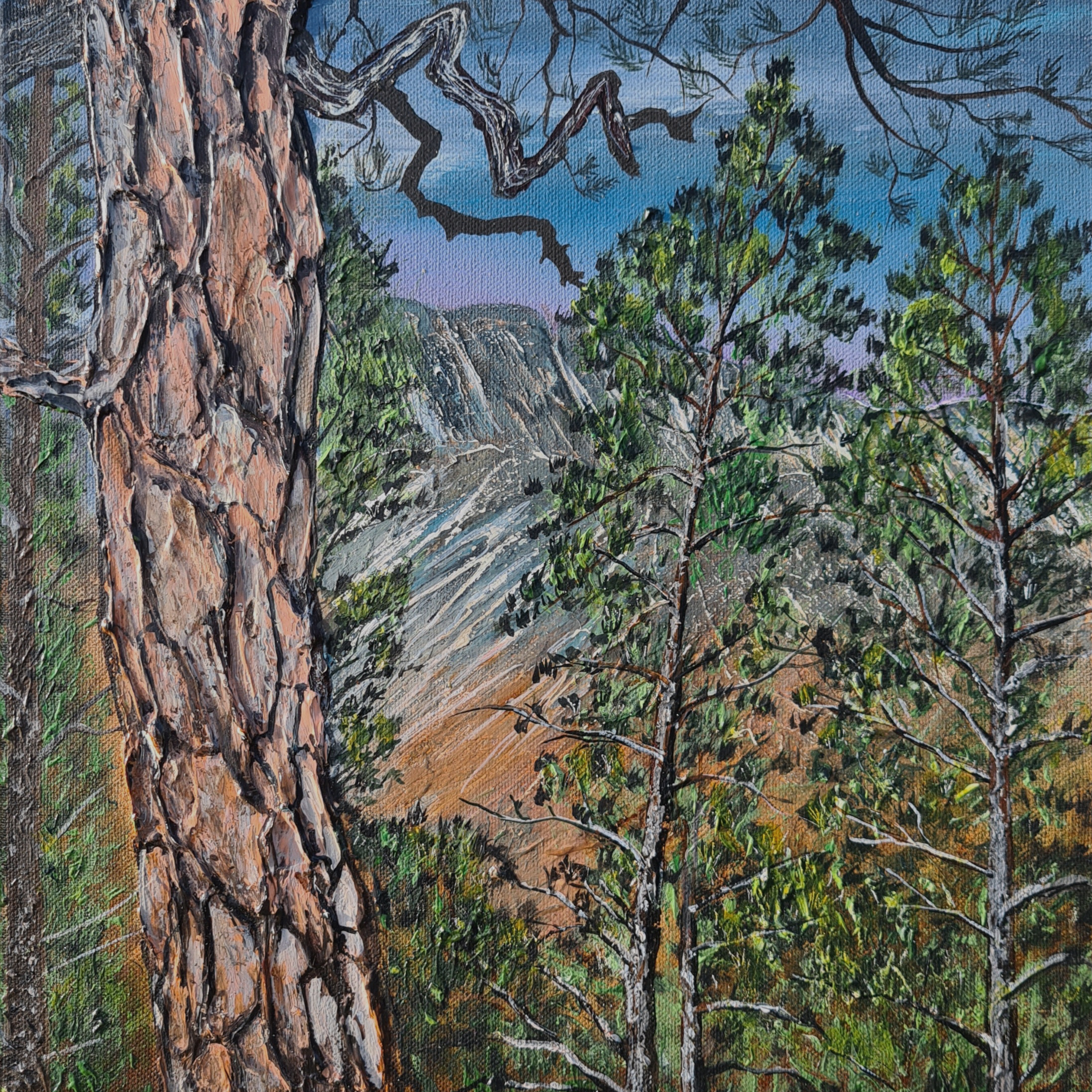 Regenerating Pine Overlooking Beinn Eighe - Coulin Estate