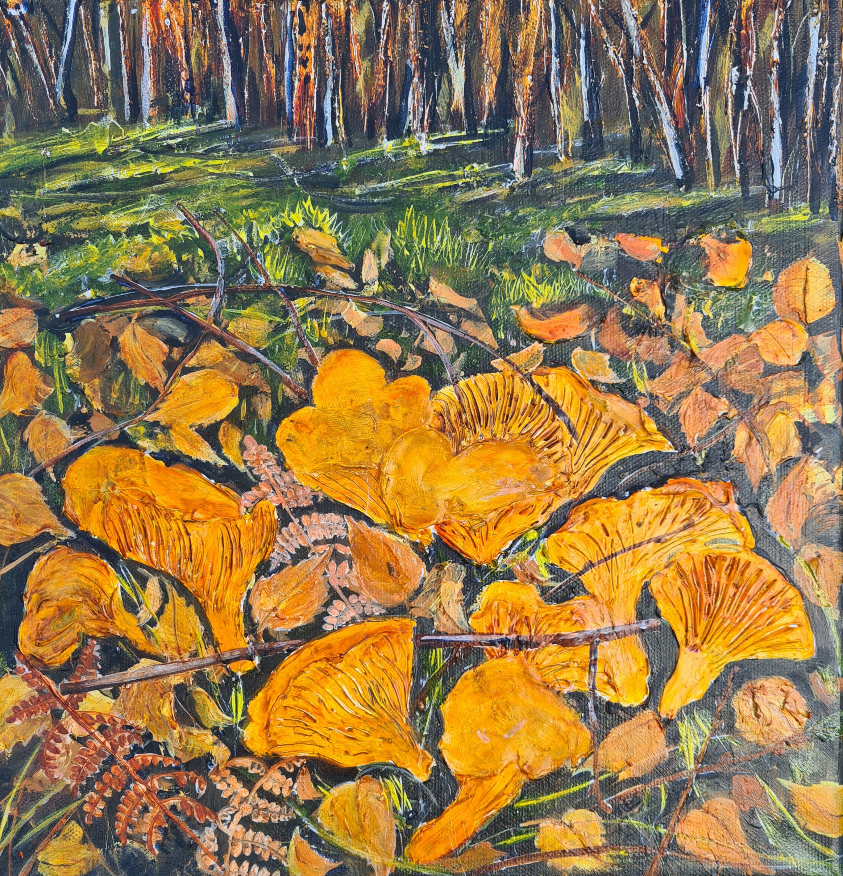 Chanterelle under Birch