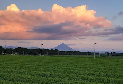 【50% OFF Coupon!】  Chiran Tea Plantation Tour and Lunch (Taxi Service  from  Ibusuki Station to Kagoshima Chuo Station  Included)