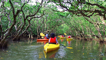 Discover Japan: Forest Bathing and Spiritual Connections: