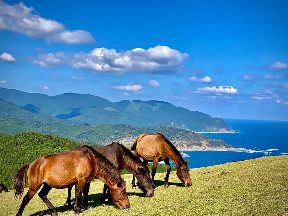 Cape Toi in Miyazaki | Kyushu Tourism Organization | Visit Kyushu
