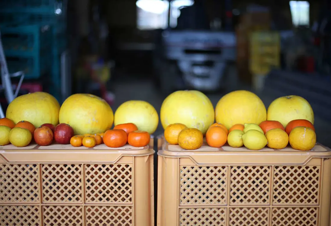 Cultivating the world's largest citrus fruit