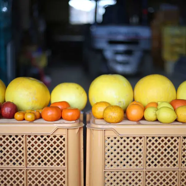 Cultivating the world's largest citrus fruit