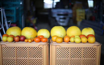 Cultivating the world's largest citrus fruit:in Kumamoto