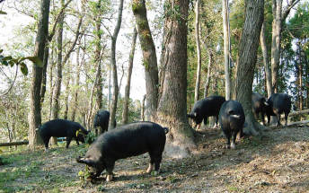 The delicious secrets of Kagoshima's:free-range Kurobuta pork