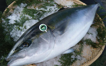 Kabosu-buri:Japanese yellowtail meets Oita's kabosu citrus