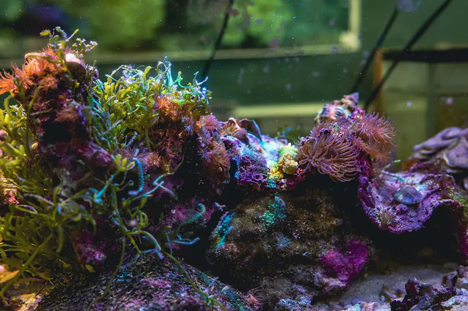 Kikai Island Kyushu Tourism Organization Visit Kyushu