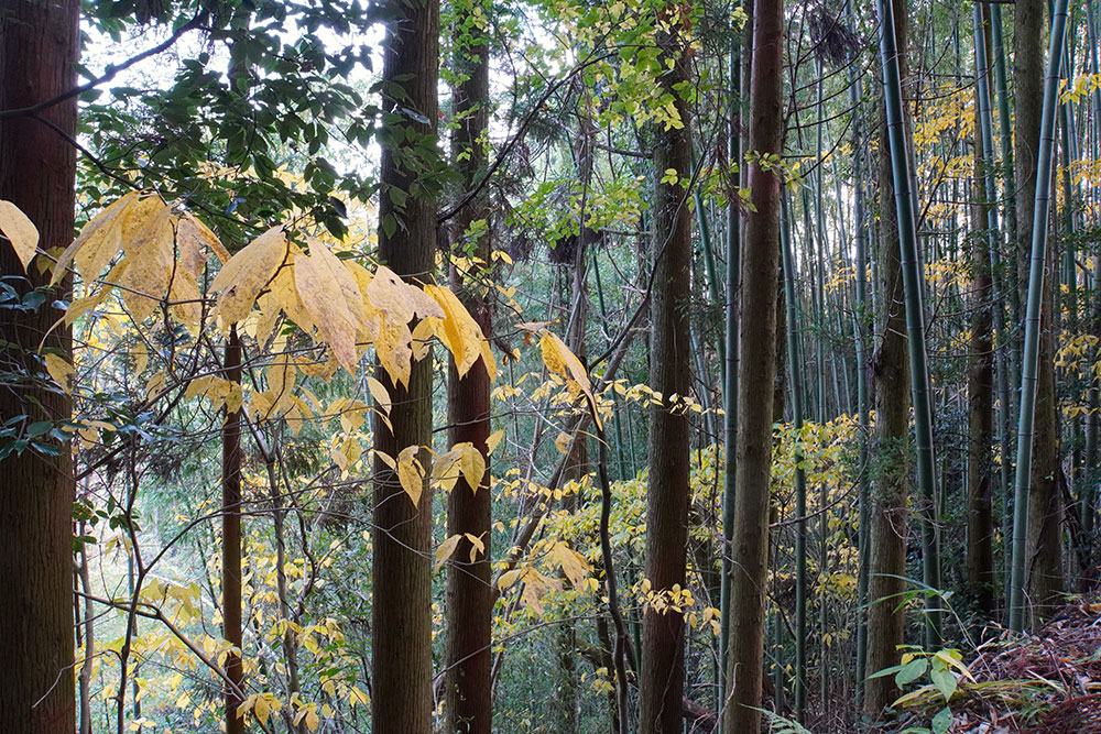 Autumn Bamboo 2024 Stack