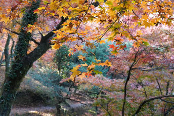 Kyushu Olle:An Autumn Hike on the Okubungo Course