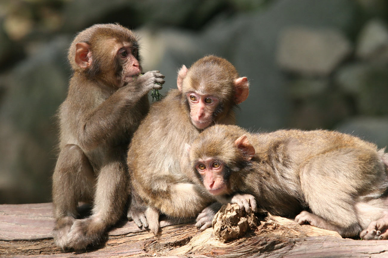 NOVITA ノビタ　NATUNATURAL MOUNTAIN MONKEYS NATURAL MOUNTAIN MONKEYS> NOVITA 【SILVER】【3si