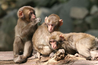 Takasakiyama Natural Zoological Garden: