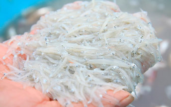 Try the subtle saltiness of Kagoshima's:delicate whitebait
