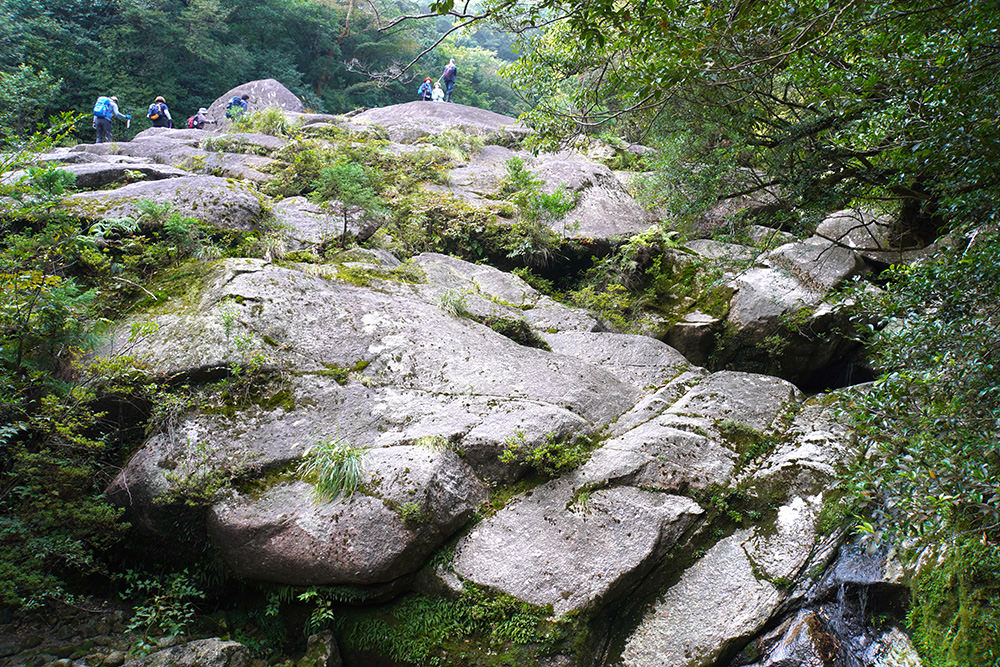 白州 HAKUSHU ジャパニーズフォレスト Japanese Forest Hakushu+Japanese+Forest-2.jpg?