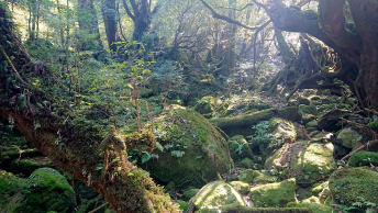 Yakushima:Trekking through Japan’s thousands-year-old forest