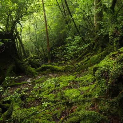 Yakushima National Park