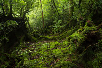 Yakushima National Park: