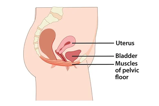 Image of uterus and bladder on pelvic floor muscles