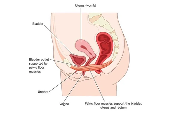 Illustration of pelvic floor