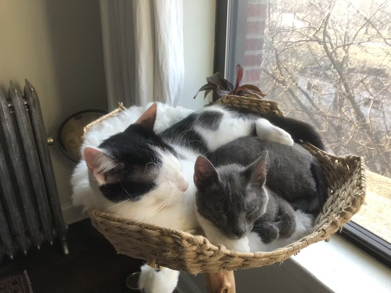Cats basket