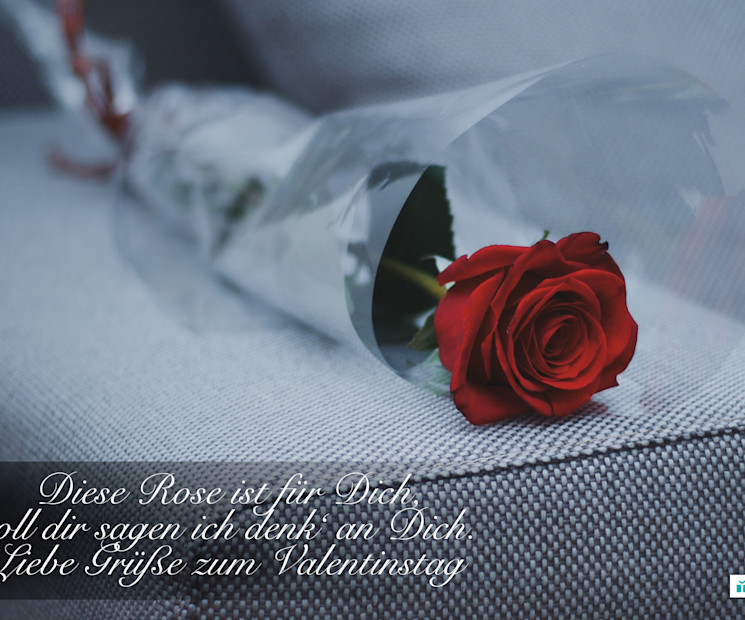Klassisches Valentinstags-Bild einer einzelnen roten Rose - das universelle Symbol der Liebe