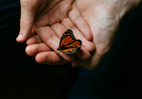 Schmetterlinge Fliegen Lassen Die Fantasievolle Idee Zur Hochzeit