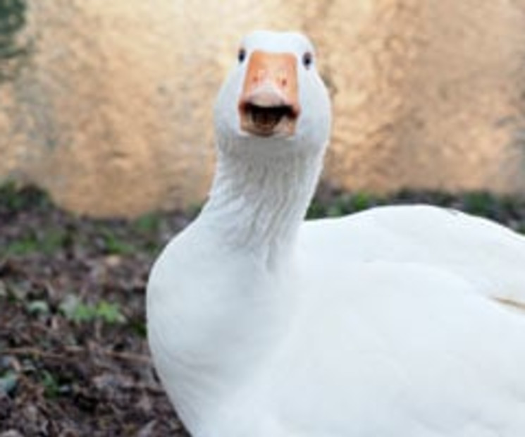 Weihnachtsgeschichte 2: Die Weihnachtsgans Auguste